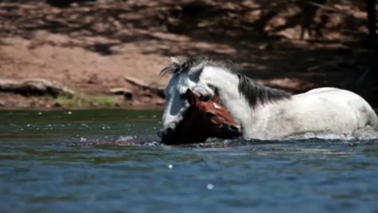 This image has an empty alt attribute; its file name is cham7.jpg