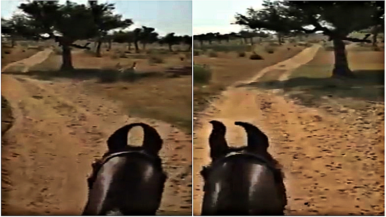 Close-up of Marwari horse unique ear shape