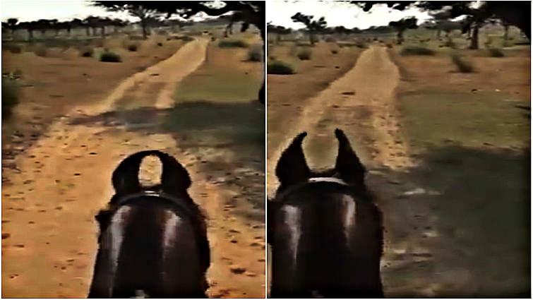 Marwari horse displaying ear rotation ability