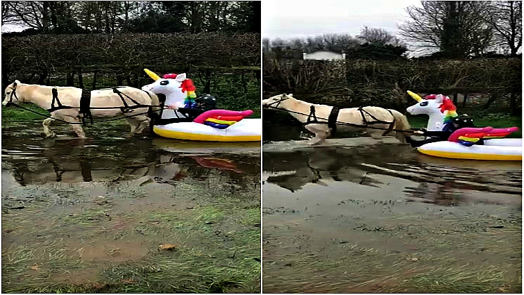 Cheeko pony crossing pond in rain