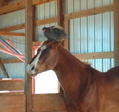 Animated gif of chicken napping on horse