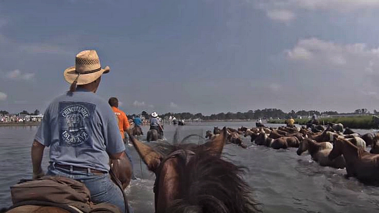 Chincoteague ponies swimming across the channel