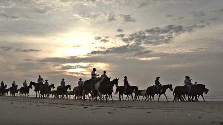 Foals being auctioned at Chincoteague event