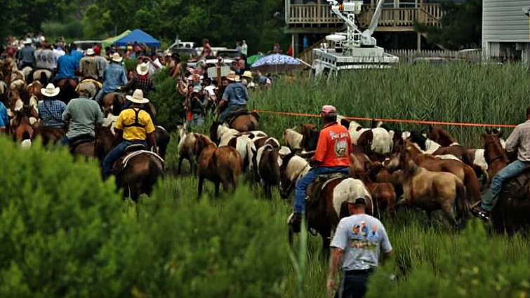 Wild Chincoteague ponies in their natural habitat