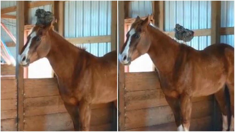 Horse with chicken friend