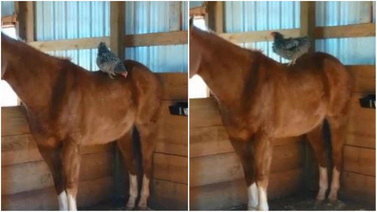 Chicken resting on horse's head