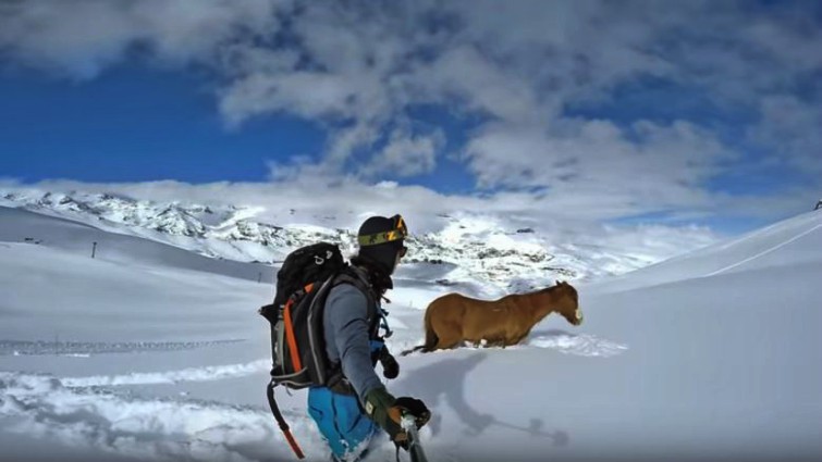 Rescuers digging out the horse