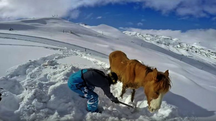 Horse reunited with herd