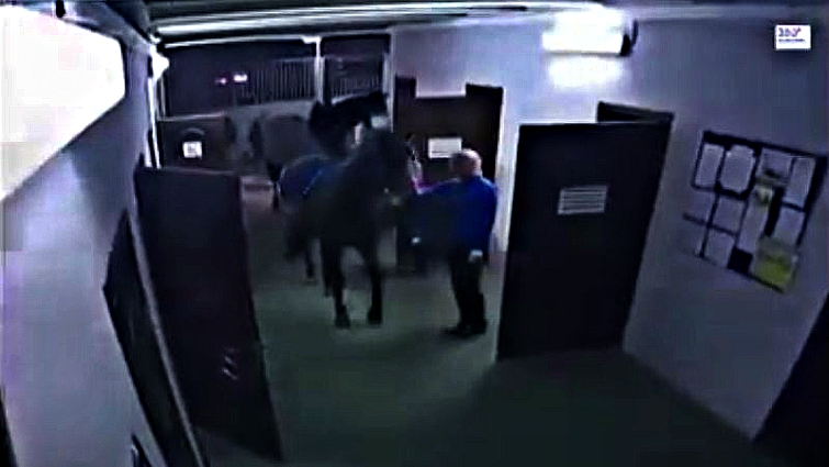 Horse near stable door