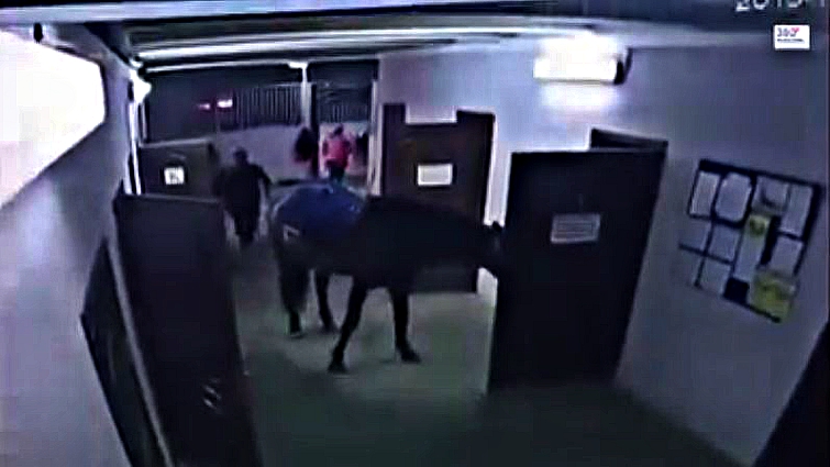 Horse pulling at door with teeth