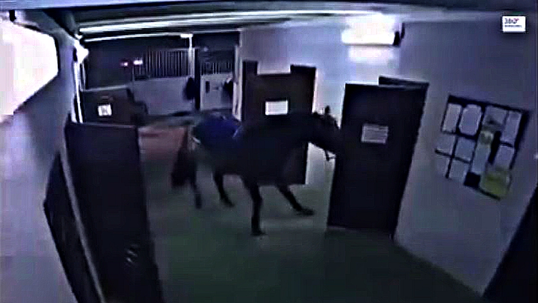 Horse aggressive behavior at door
