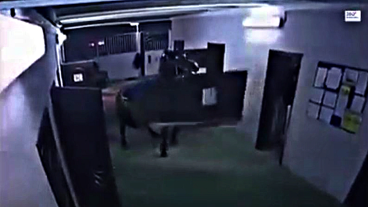 Horse in stable environment