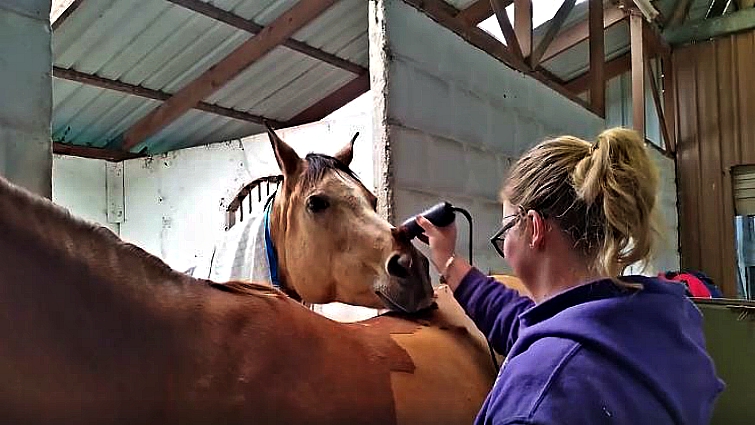 Horse getting clipped by owner