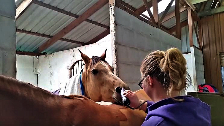 Horse refusing to move during clipping time