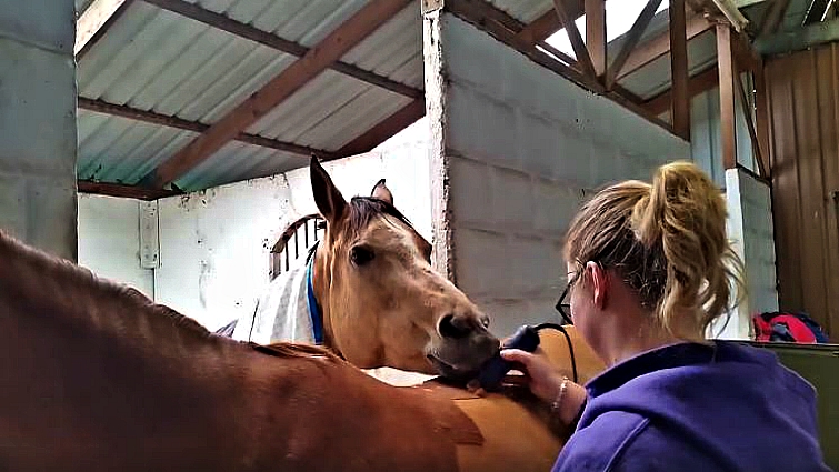 Jealous horse interrupting the grooming session