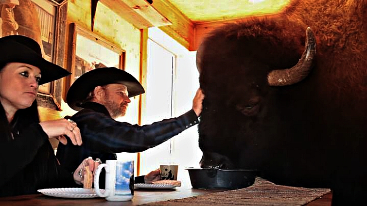 Wild Thing the buffalo in the home
