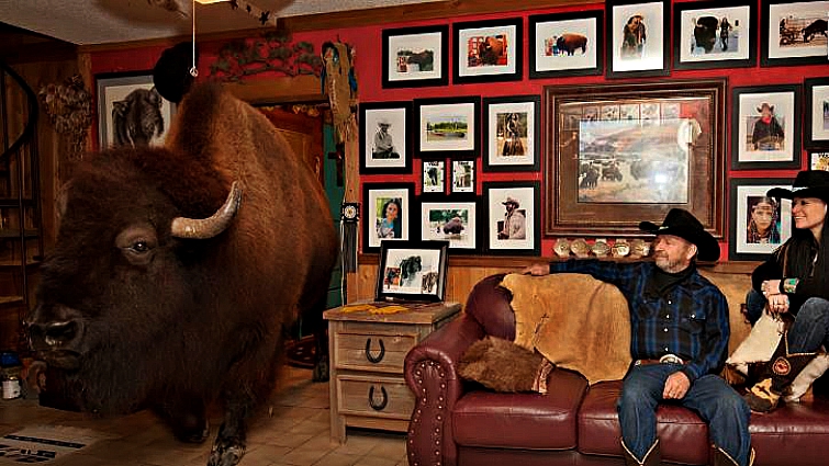 Buffalo eating breakfast with the family