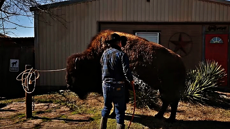Wild Thing the buffalo and his owners