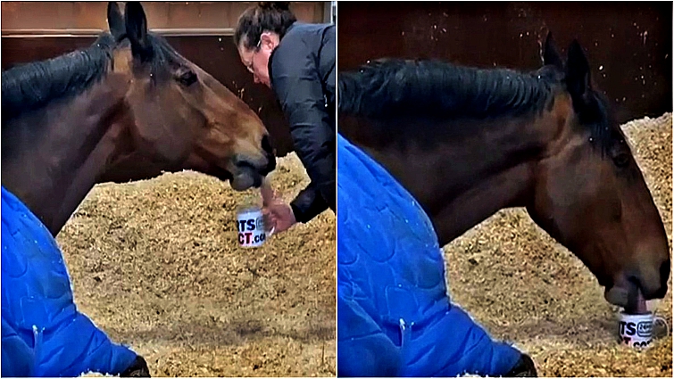 Jake the police horse with his morning routine