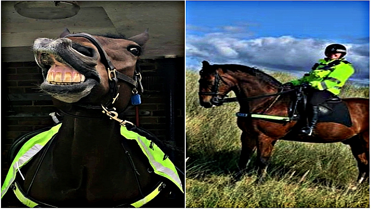 Police horse Jake on duty