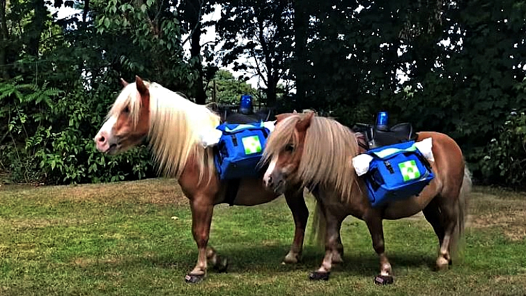 Albert and Ernie ponies performing CPR training