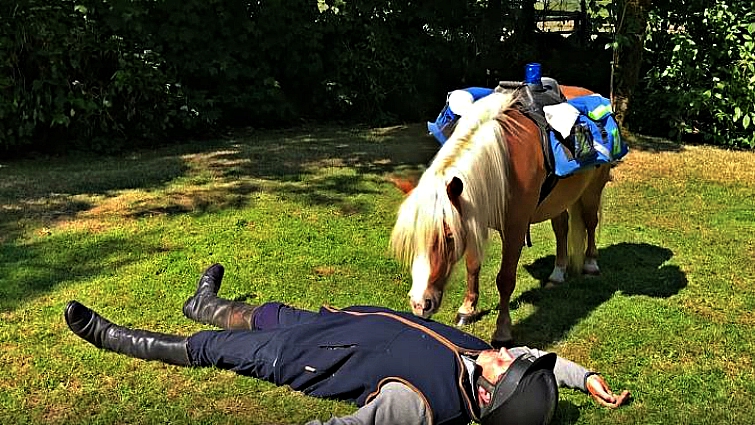 Ponies wearing medical equipment during CPR demonstration
