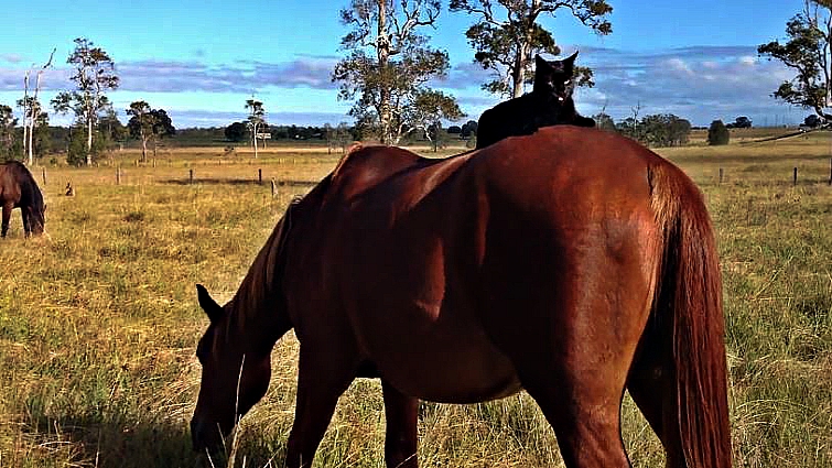 Black cat on horse's back
