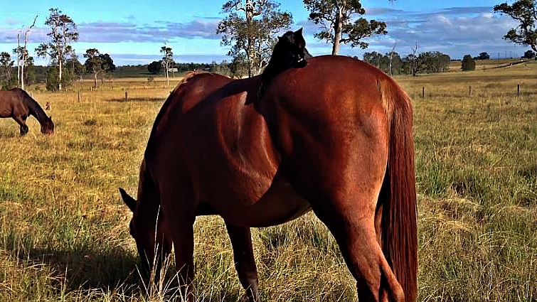 Cat grooming on horse back