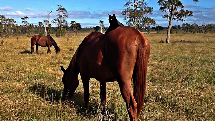 Horse and cat enjoying time together