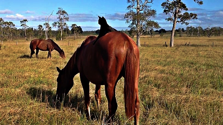Black cat and horse bonding