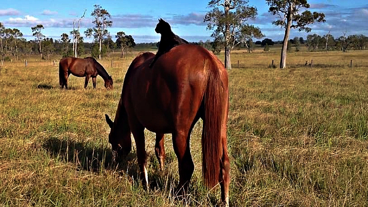 Cat and horse friendship moment
