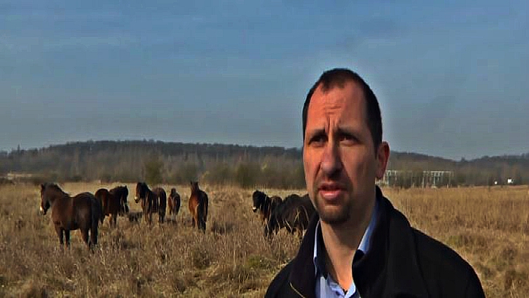 Wild horses in Central Europe