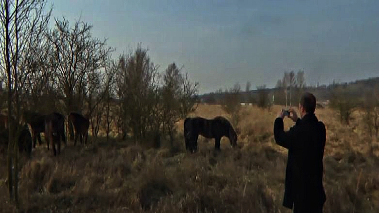 Mares at Milovice base