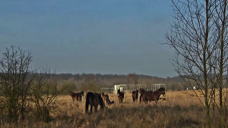 Wild horse herd grazing