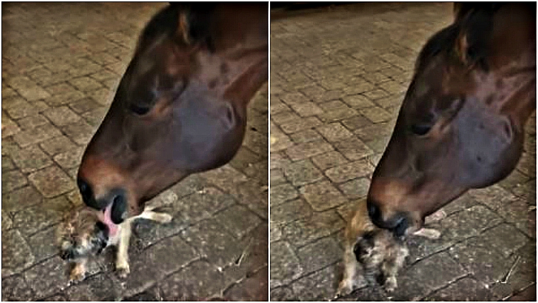 Coby horse and Zoe dog friendship