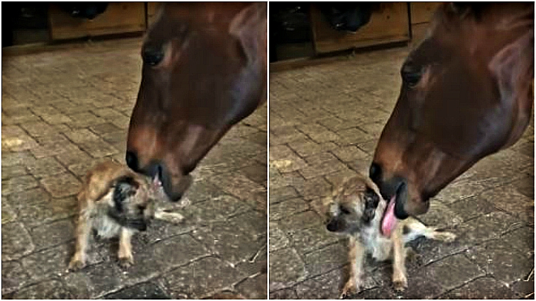 Horse and dog cuddle in stable
