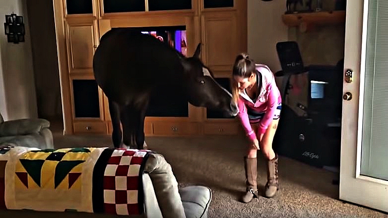 Horse spending time indoors with owner
