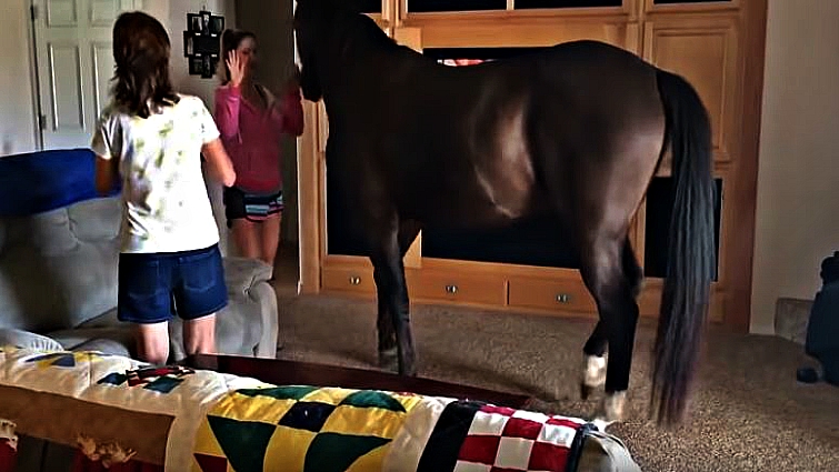 Well-mannered horse inside house
