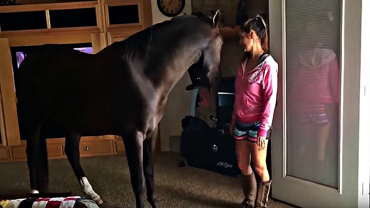 Horse bonding with owner indoors
