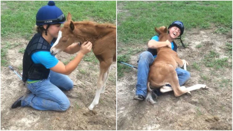 Baby foal playing with owner