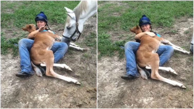 Foal giving sweet kisses