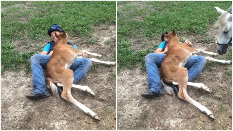 Owner and foal bonding moment