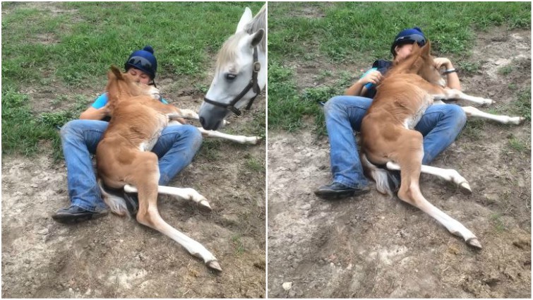 Foal cuddling with owner