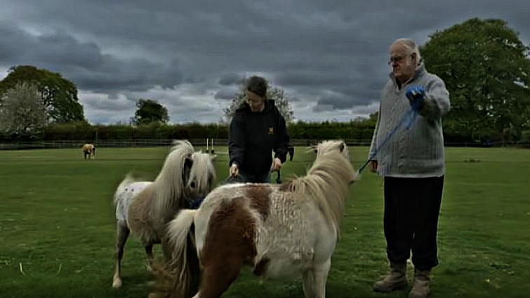 Miniature horse DC meeting Maggie