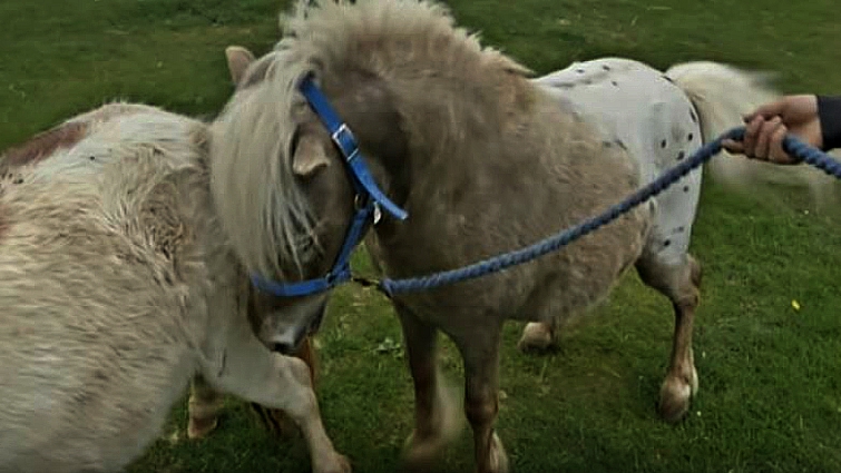 DC and Maggie miniature horses getting acquainted