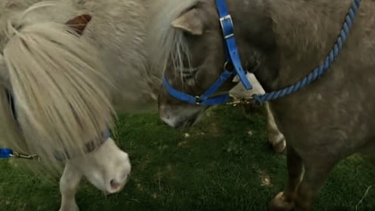 Maggie the miniature horse on her first date