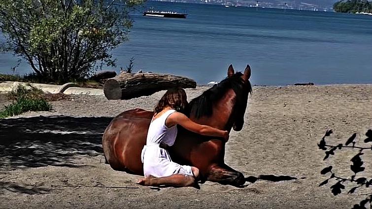 Beautiful horse portrait