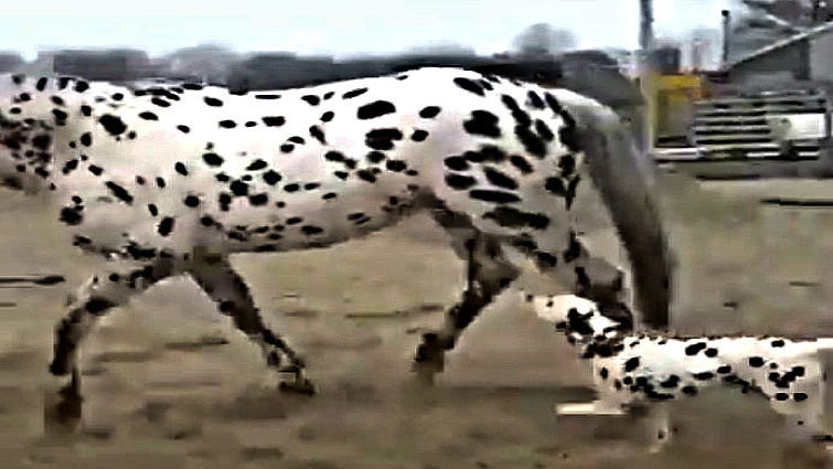 Knabstrupper horse with spotted coat pattern