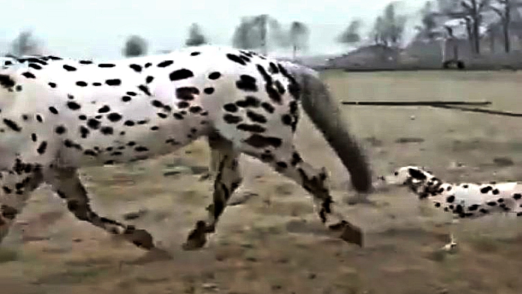 Close-up of Knabstrupper leopard markings