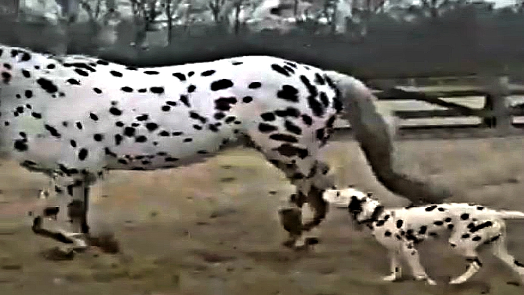 Knabstrupper horse and dog together